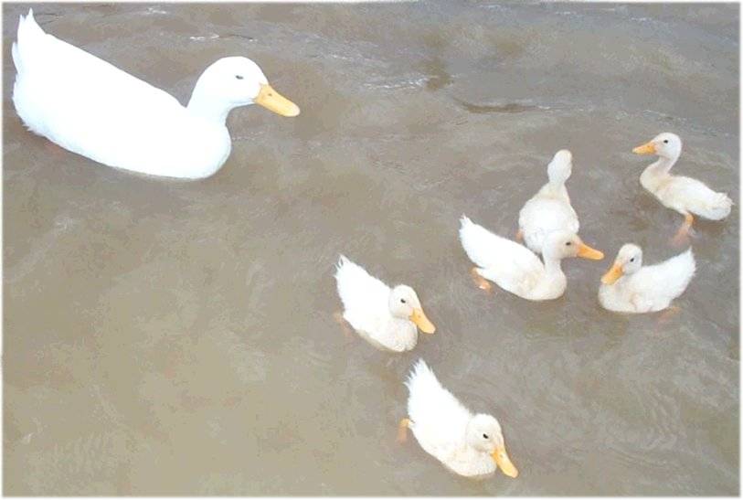 Ducks10.jpg